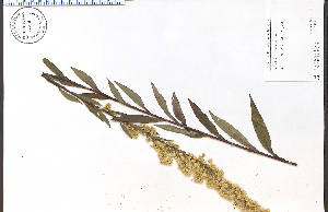  (Solidago uliginosa - 74414HIM)  @11 [ ] CreativeCommons - Attribution Non-Commercial Share-Alike (2012) University of Guelph, Canada OAC-BIO Herbarium