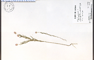  (Polygala sanguinea - 74422HIM)  @11 [ ] CreativeCommons - Attribution Non-Commercial Share-Alike (2012) University of Guelph, Canada OAC-BIO Herbarium