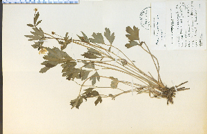 (Ranunculus hispidus - 7735HIM)  @11 [ ] CreativeCommons - Attribution Non-Commercial Share-Alike (2012) University of Guelph, Canada OAC-BIO Herbarium
