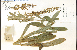  (Digitalis lanata - 77567HIM)  @11 [ ] CreativeCommons - Attribution Non-Commercial Share-Alike (2012) University of Guelph, Canada OAC-BIO Herbarium
