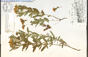  (Hypericum prolificum - 77581HIM)  @11 [ ] CreativeCommons - Attribution Non-Commercial Share-Alike (2012) University of Guelph, Canada OAC-BIO Herbarium