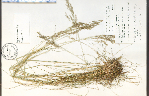  (Avenella flexuosa - 78430HIM)  @11 [ ] CreativeCommons - Attribution Non-Commercial Share-Alike (2012) University of Guelph, Canada OAC-BIO Herbarium