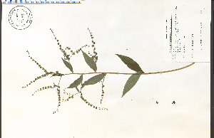  ( - 79083HIM)  @11 [ ] CreativeCommons - Attribution Non-Commercial Share-Alike (2012) University of Guelph, Canada OAC-BIO Herbarium