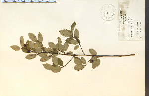  (Amelanchier intermedia - 9166HIM)  @11 [ ] CreativeCommons - Attribution Non-Commercial Share-Alike (2012) University of Guelph, Canada OAC-BIO Herbarium