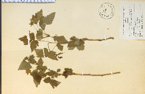  (Rubus spectrabilis - 9186HIM)  @11 [ ] CreativeCommons - Attribution Non-Commercial Share-Alike (2012) University of Guelph, Canada OAC-BIO Herbarium
