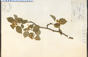  (Crataegus macrosperma - 9249HIM)  @11 [ ] CreativeCommons - Attribution Non-Commercial Share-Alike (2012) University of Guelph, Canada OAC-BIO Herbarium