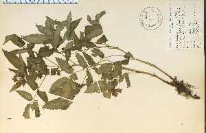  (Rubus illecebrosus - 9314HIM)  @11 [ ] CreativeCommons - Attribution Non-Commercial Share-Alike (2012) University of Guelph, Canada OAC-BIO Herbarium