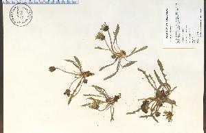  (Taraxacum palustre - 82012HIM)  @11 [ ] CreativeCommons - Attribution Non-Commercial Share-Alike (2012) University of Guelph, Canada OAC-BIO Herbarium