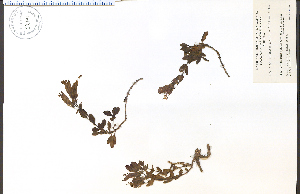 (Penstemon ellipticus - 82191HIM)  @11 [ ] CreativeCommons - Attribution Non-Commercial Share-Alike (2012) University of Guelph, Canada OAC-BIO Herbarium