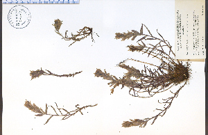  (Castilleja occidentalis - 82227HIM)  @11 [ ] CreativeCommons - Attribution Non-Commercial Share-Alike (2012) University of Guelph, Canada OAC-BIO Herbarium