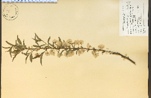  (Prunus glandulosa - 9706HIM)  @11 [ ] CreativeCommons - Attribution Non-Commercial Share-Alike (2012) University of Guelph, Canada OAC-BIO Herbarium