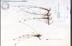  (Eleocharis compressa - 82582HIM)  @11 [ ] CreativeCommons - Attribution Non-Commercial Share-Alike (2012) University of Guelph, Canada OAC-BIO Herbarium