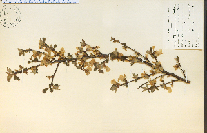  (Prunus tomentosa - 9746HIM)  @11 [ ] CreativeCommons - Attribution Non-Commercial Share-Alike (2012) University of Guelph, Canada OAC-BIO Herbarium