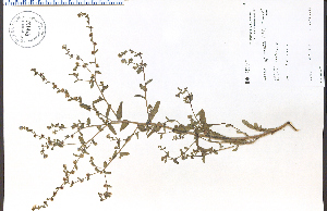  ( - 84460HIM)  @11 [ ] CreativeCommons - Attribution Non-Commercial Share-Alike (2012) University of Guelph, Canada OAC-BIO Herbarium