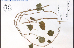  ( - 84474aHIM)  @11 [ ] CreativeCommons - Attribution Non-Commercial Share-Alike (2012) University of Guelph, Canada OAC-BIO Herbarium