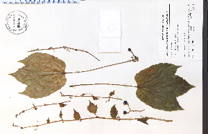  ( - 84475HIM)  @11 [ ] CreativeCommons - Attribution Non-Commercial Share-Alike (2012) University of Guelph, Canada OAC-BIO Herbarium