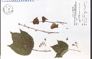  ( - 84480HIM)  @11 [ ] CreativeCommons - Attribution Non-Commercial Share-Alike (2012) University of Guelph, Canada OAC-BIO Herbarium