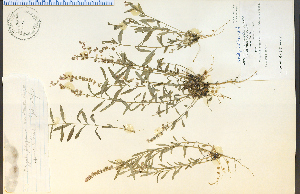  (Polygala polygama - 10876HIM)  @11 [ ] CreativeCommons - Attribution Non-Commercial Share-Alike (2012) University of Guelph, Canada OAC-BIO Herbarium