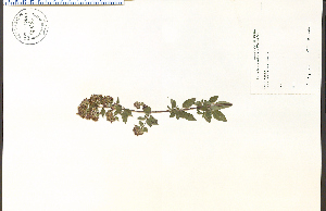  (Pycnanthemum verticillatum - 86486HIM)  @11 [ ] CreativeCommons - Attribution Non-Commercial Share-Alike (2012) University of Guelph, Canada OAC-BIO Herbarium