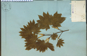  (Acer japonicum - 10952HIM)  @13 [ ] CreativeCommons - Attribution Non-Commercial Share-Alike (2012) University of Guelph, Canada OAC-BIO Herbarium