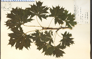  (Acer palmatum - 11001HIM)  @13 [ ] CreativeCommons - Attribution Non-Commercial Share-Alike (2012) University of Guelph, Canada OAC-BIO Herbarium