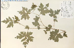  ( - 11051HIM)  @11 [ ] CreativeCommons - Attribution Non-Commercial Share-Alike (2012) University of Guelph, Canada OAC-BIO Herbarium