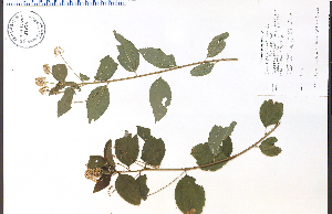  (Ceanothus americanus - 89533HIM)  @11 [ ] CreativeCommons - Attribution Non-Commercial Share-Alike (2012) University of Guelph, Canada OAC-BIO Herbarium
