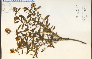  (Hypericum frondosum - 11204HIM)  @11 [ ] CreativeCommons - Attribution Non-Commercial Share-Alike (2012) University of Guelph, Canada OAC-BIO Herbarium