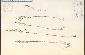  (Lechea stricta - 11296HIM)  @11 [ ] CreativeCommons - Attribution Non-Commercial Share-Alike (2012) University of Guelph, Canada OAC-BIO Herbarium