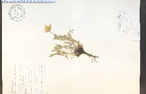  (Astragalus lotiflorus - 91890HIM)  @11 [ ] CreativeCommons - Attribution Non-Commercial Share-Alike (2012) University of Guelph, Canada OAC-BIO Herbarium