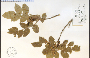  (Berberis repens - 92005HIM)  @11 [ ] CreativeCommons - Attribution Non-Commercial Share-Alike (2012) University of Guelph, Canada OAC-BIO Herbarium