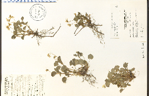  (Viola striata - 92494HIM)  @11 [ ] CreativeCommons - Attribution Non-Commercial Share-Alike (2012) University of Guelph, Canada OAC-BIO Herbarium