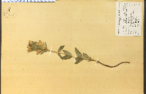  (Gentiana sceptrum - 12620HIM)  @11 [ ] CreativeCommons - Attribution Non-Commercial Share-Alike (2012) University of Guelph, Canada OAC-BIO Herbarium