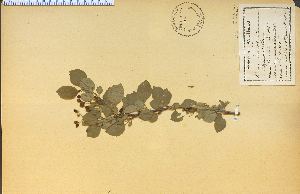  (Prunus mahaleb - 966HIM)  @11 [ ] CreativeCommons - Attribution Non-Commercial Share-Alike (2012) University of Guelph, Canada OAC-BIO Herbarium