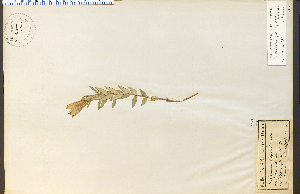  (Gentiana puberulenta - 12626HIM)  @11 [ ] CreativeCommons - Attribution Non-Commercial Share-Alike (2012) University of Guelph, Canada OAC-BIO Herbarium