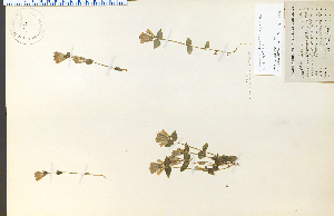  (Gentianella quinquefolia - 12640HIM)  @11 [ ] CreativeCommons - Attribution Non-Commercial Share-Alike (2012) University of Guelph, Canada OAC-BIO Herbarium