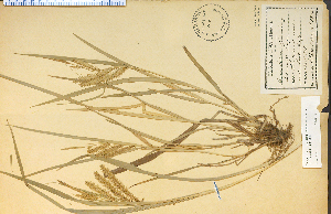  (Carex schweinitzii - 1047HIM)  @11 [ ] CreativeCommons - Attribution Non-Commercial Share-Alike (2012) University of Guelph, Canada OAC-BIO Herbarium