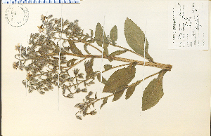  (Borago officinalis - 13413HIM)  @11 [ ] CreativeCommons - Attribution Non-Commercial Share-Alike (2012) University of Guelph, Canada OAC-BIO Herbarium