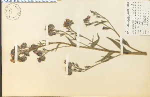  (Anchusa azurea - 13415HIM)  @11 [ ] CreativeCommons - Attribution Non-Commercial Share-Alike (2012) University of Guelph, Canada OAC-BIO Herbarium