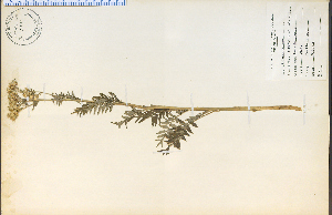  (Polemoniaceae - 13532HIM)  @11 [ ] CreativeCommons - Attribution Non-Commercial Share-Alike (2012) University of Guelph, Canada OAC-BIO Herbarium