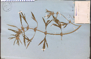  (Leonurus sibiricus - 13696HIM)  @11 [ ] CreativeCommons - Attribution Non-Commercial Share-Alike (2012) University of Guelph, Canada OAC-BIO Herbarium