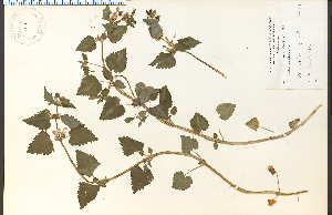  ( - 13722HIM)  @11 [ ] CreativeCommons - Attribution Non-Commercial Share-Alike (2012) University of Guelph, Canada OAC-BIO Herbarium