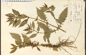  ( - 13924HIM)  @11 [ ] CreativeCommons - Attribution Non-Commercial Share-Alike (2012) University of Guelph, Canada OAC-BIO Herbarium