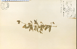  ( - 13975HIM)  @11 [ ] CreativeCommons - Attribution Non-Commercial Share-Alike (2012) University of Guelph, Canada OAC-BIO Herbarium