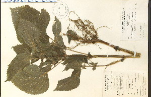  (Perilla - 13985HIM)  @11 [ ] CreativeCommons - Attribution Non-Commercial Share-Alike (2012) University of Guelph, Canada OAC-BIO Herbarium