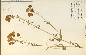  (Nemesia strumosa - 14037HIM)  @11 [ ] CreativeCommons - Attribution Non-Commercial Share-Alike (2012) University of Guelph, Canada OAC-BIO Herbarium