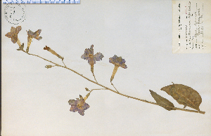  (Nicotiana alata - 14078HIM)  @11 [ ] CreativeCommons - Attribution Non-Commercial Share-Alike (2012) University of Guelph, Canada OAC-BIO Herbarium