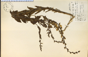  (Linaria maroccana - 14130HIM)  @11 [ ] CreativeCommons - Attribution Non-Commercial Share-Alike (2012) University of Guelph, Canada OAC-BIO Herbarium