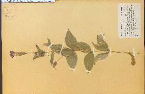  (Mimulus lewisii - 14188HIM)  @11 [ ] CreativeCommons - Attribution Non-Commercial Share-Alike (2012) University of Guelph, Canada OAC-BIO Herbarium