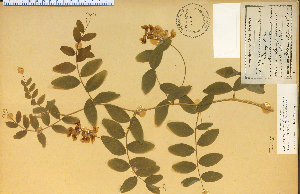  (Lathyrus venosus - 1030HIM)  @11 [ ] CreativeCommons - Attribution Non-Commercial Share-Alike (2012) University of Guelph, Canada OAC-BIO Herbarium